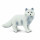 Safari s282329 Wild North American Wildlife Arctic Fox Miniatur