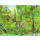 2er-Set Rahmenpuzzle Wald und Wiese 24+40 Teile