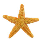 Safari s276829 Sea Life Seestern Miniatur
