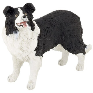 BORDER COLLIE