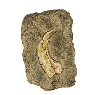 Geoworld cl081 K – Dig & Discover, Fossil Replica, Velociraptor Claw