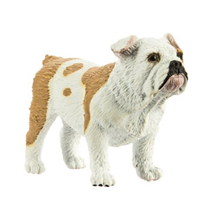 Safari s250729 Best in Show Hunde Bulldog Miniatur