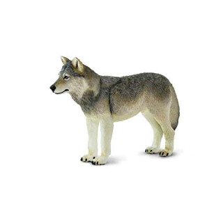 Safari 100509 Grauer Wolf