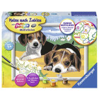 Ravensburger Malen nach Zahlen 28329 - Jack Russel Welpen...