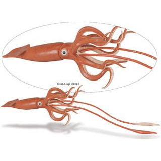 Safari 2123-02 - Monterey Octopus, groß