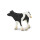Safari 2327-29 - Holsteiner Kalb