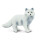 Safari s282329 Wild North American Wildlife Arctic Fox Miniatur