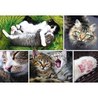 Puzzle 1500 Teile - Collage - Die Katzen